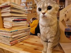 -猫色咖啡·猫咖