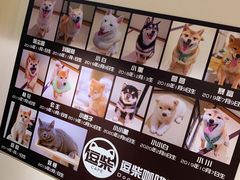 -逗柴咖啡屋·狗咖猫咖宠物桌游