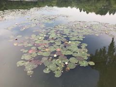 -西湖外事游船(湖滨二公园外事游船码头)