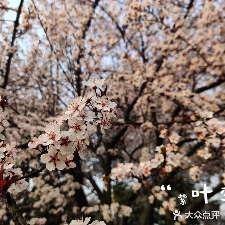 春天一定要去橘子洲逛逛!