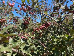 -北京张裕爱斐堡酒庄