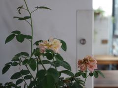 -随柳居·苏式小吃(建新巷店)