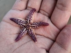 -青岛第一海水浴场
