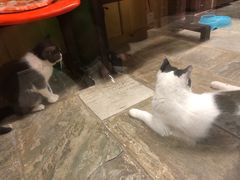 -猫咪博物馆(顶澳仔猫街店)