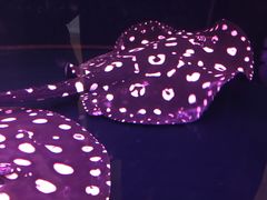 -大自然花鸟鱼虫市场