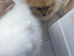 -怪兽屋·羊驼·猫咖·狗咖(俊华广场店)