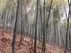 -宁波浙东大竹海景区