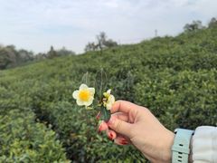 -南京市江宁方山