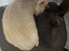 -爱妮康宠物医院·干细胞免疫细胞·肿瘤·心脏(张江店)