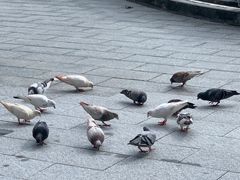 -悦城龙母祖庙