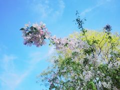 -海棠花溪(元大都城垣遗址公园)