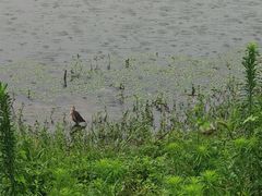 -洨河生态公园