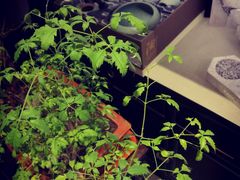 -碧露轩·大益茶体验馆(镇江路店)