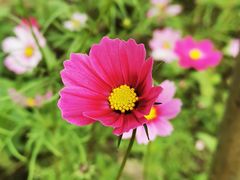 -新虹桥中心花园