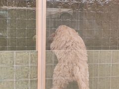 -帕帕拉兹宠物(亚洲旗舰店)