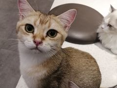 -飞行喵MR PILOT|猫舍·猫咖(静安大融城店)