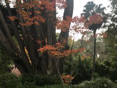 -墨尔本皇家植物园