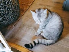 -房东的猫宠物生活馆