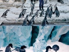 -帝企鹅自助餐厅•儿童岛•真企鹅(长隆企鹅酒店)