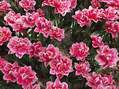 -洛阳郁金香牡丹园