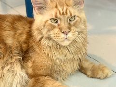 -平行世界·猫咖(首经贸店)