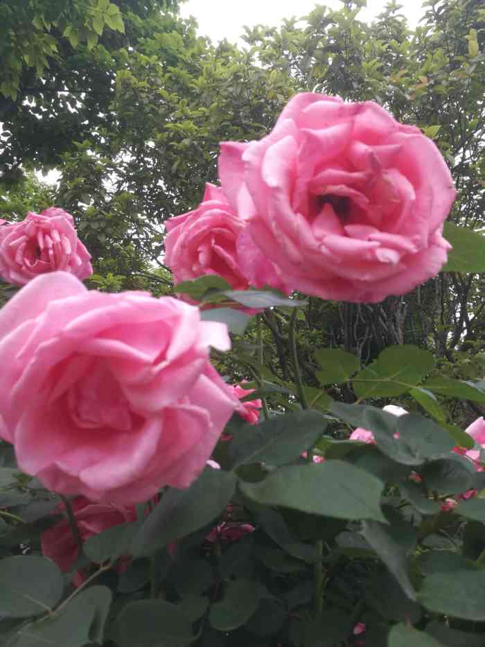 东湖蝴蝶花园-"蝴蝶花园,未见蝴蝶.但我以想象来弥补现.