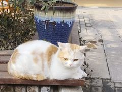 -茯茶镇
