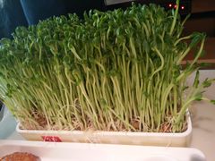 活体豌豆苗-左庭右院鲜牛肉火锅(浦江欢乐颂店)