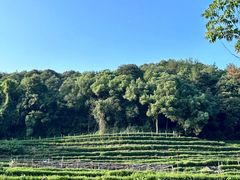 -中国茶叶博物馆(双峰馆区)