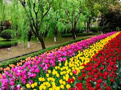 -上海鲜花港