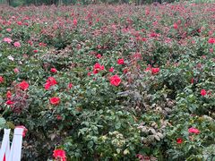 -亚龙湾国际玫瑰谷