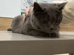 -爱侣宠医·鹦鹉专科·小型哺乳类·异宠专科(灵石路店)