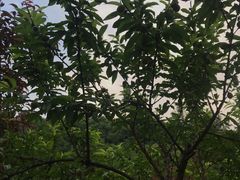 -重庆彩云湖湿地公园