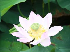 景点-白渔泡湿地公园