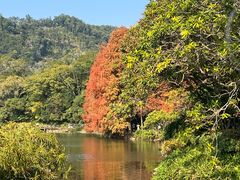 -深圳仙湖植物园