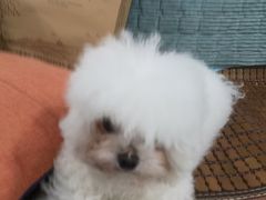 -佳雯宠物医院·皮肤科·内外科(春晓路分院)