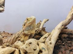 -昆明大悦城未来动物城(螺蛳湾中心店)