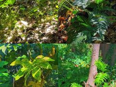 -上海佘山国家森林公园天马山园