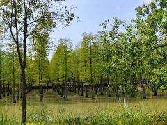 -泗洪洪泽湖湿地景区