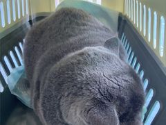 -博特宠物医院24h犬猫全科.骨科·异宠