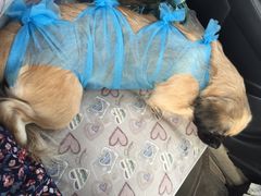 福兴宠物诊所-瑞派福兴宠物医院犬猫全科·骨科·中西医结合(河东店)