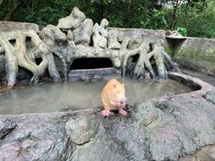 -海南热带野生动植物园