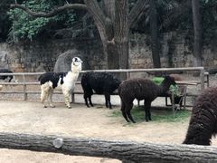 -昆明动物园