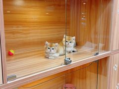 -猫十亿·布偶金渐层·曼基康矮脚猫舍(青年路店)