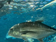 -上海海洋水族馆