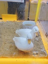 -神奇动物撸宠馆·羊驼·小浣熊·异宠(豫园店)
