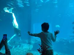 -海棠湾洲际-涛·海底餐厅·美人鱼·自助餐·海底隧道