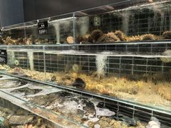 -浩运·海鲜青岛菜·海胆水饺(石老人店)