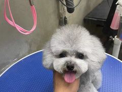 -PETKIT小佩宠物·低压洗护(国顺东路店)