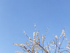 -香雪海
